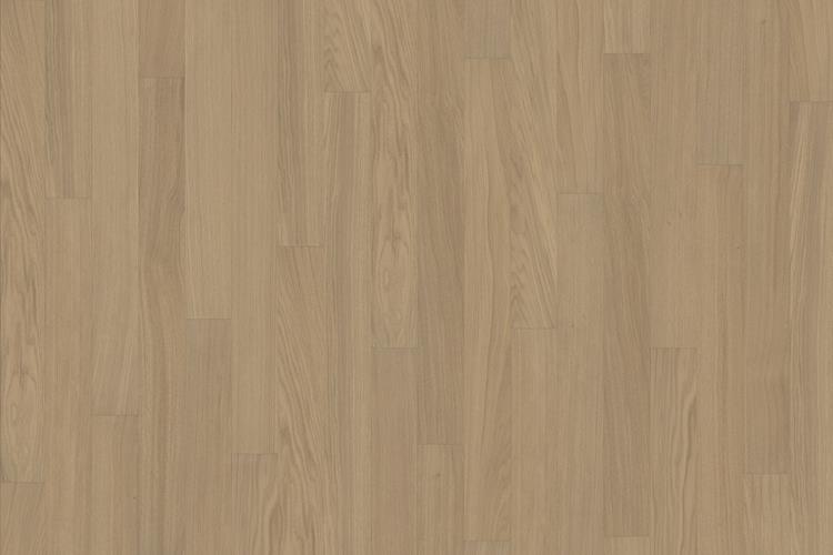 Дуб Бисквит